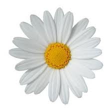 white daisy